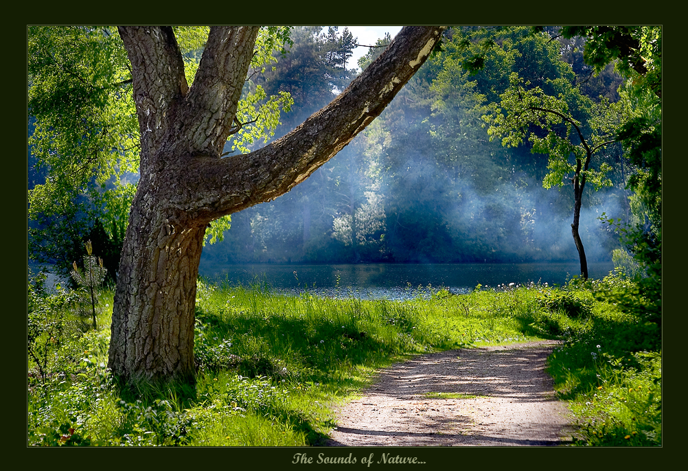 The Sounds of Nature