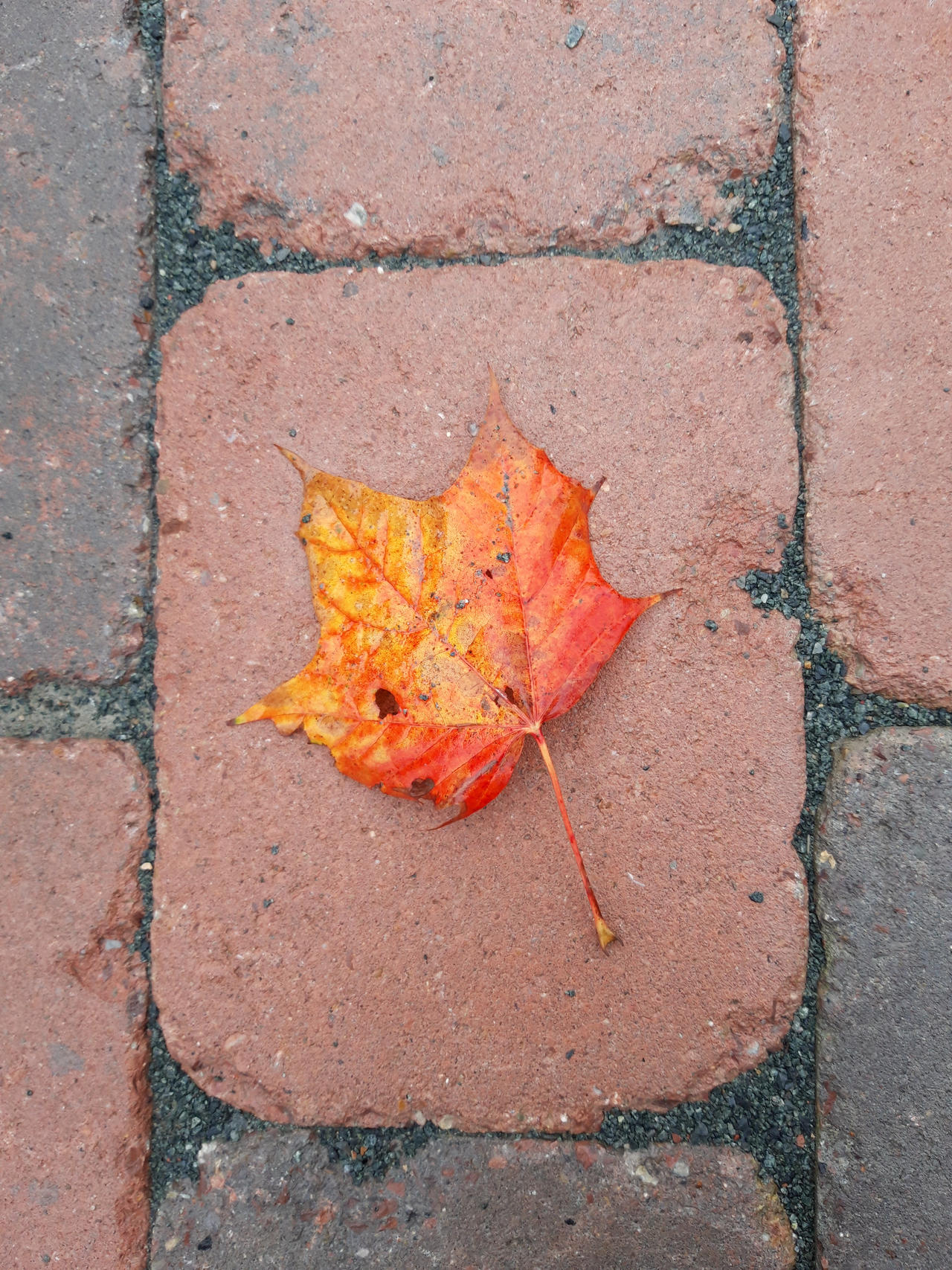 Rusty Orange Rbown Rusty Red Orange by Osucrossing on DeviantArt