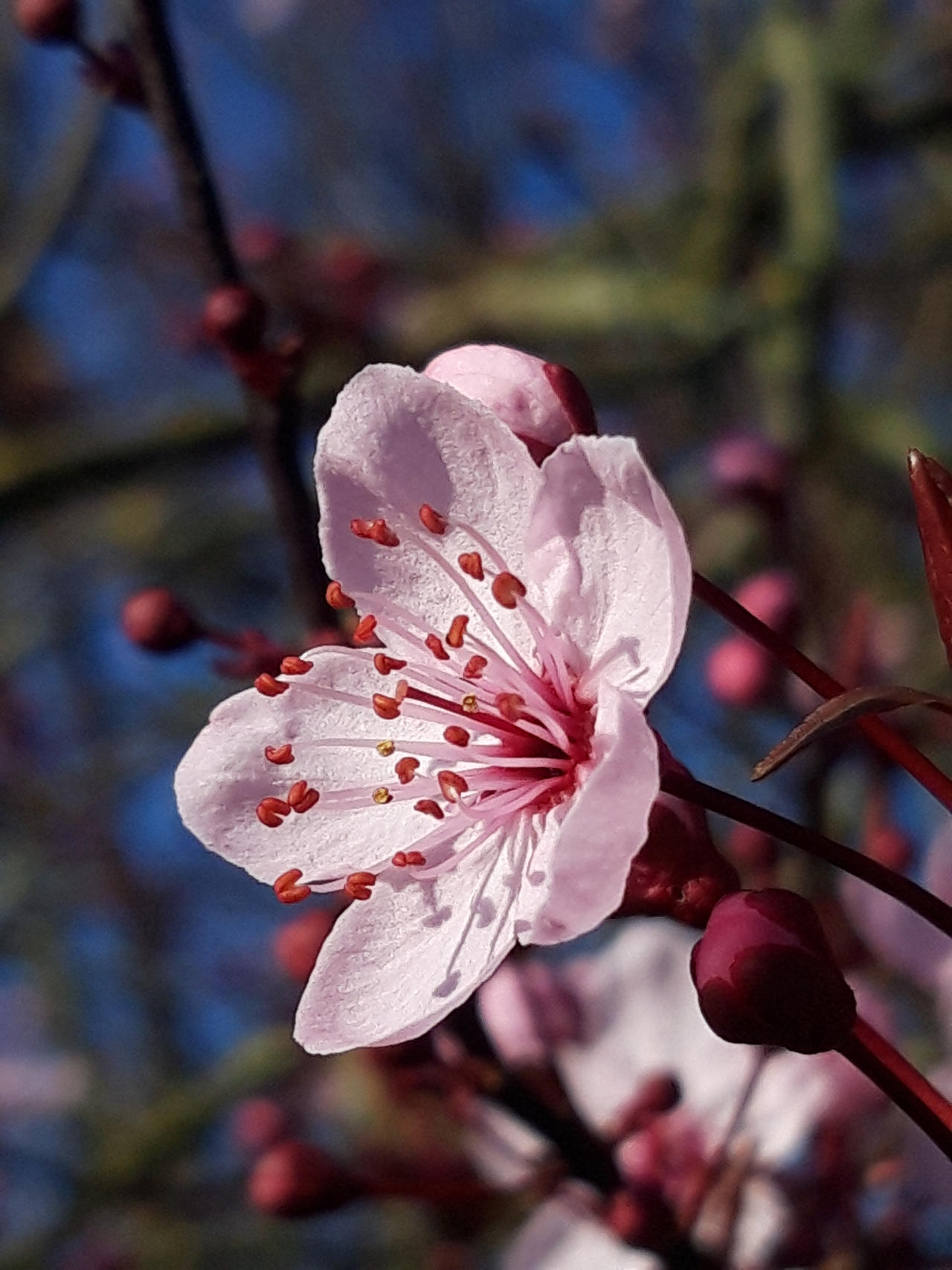 Hanami love