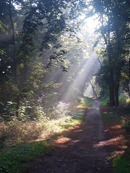 Kraftort Wald Klus