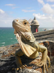 Iguana - Puerto Rico