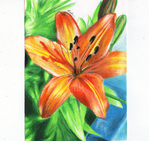 Tiger Lily