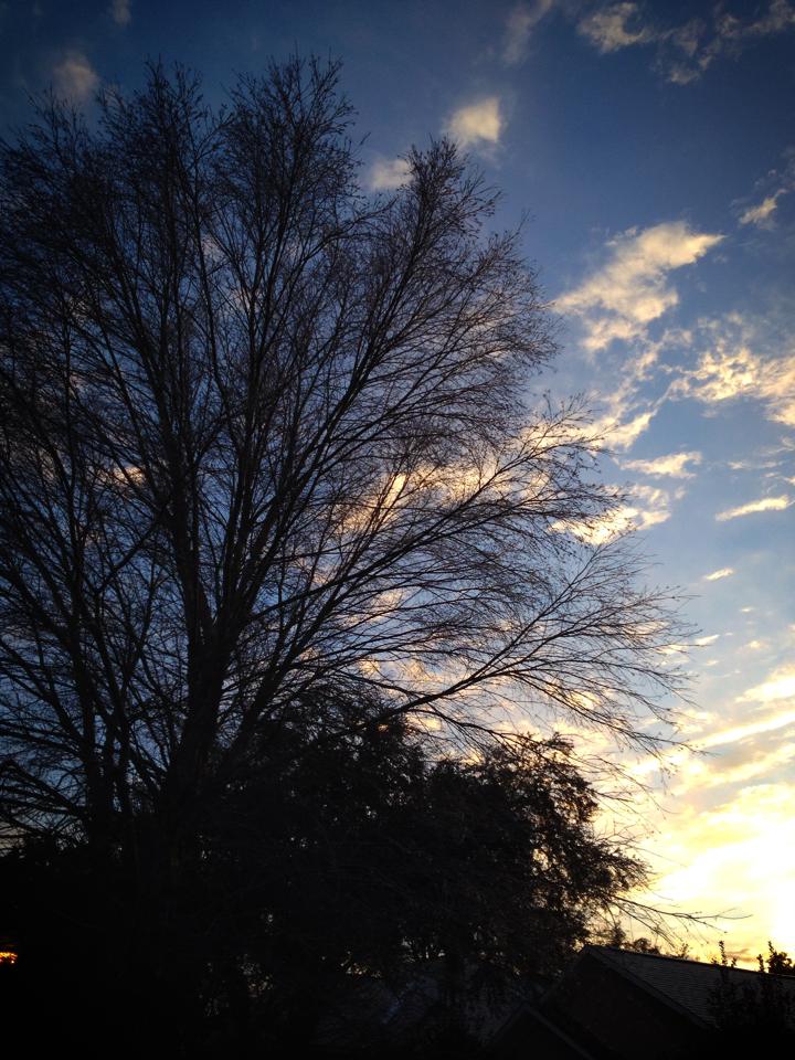 Sunset Behind the Branches..