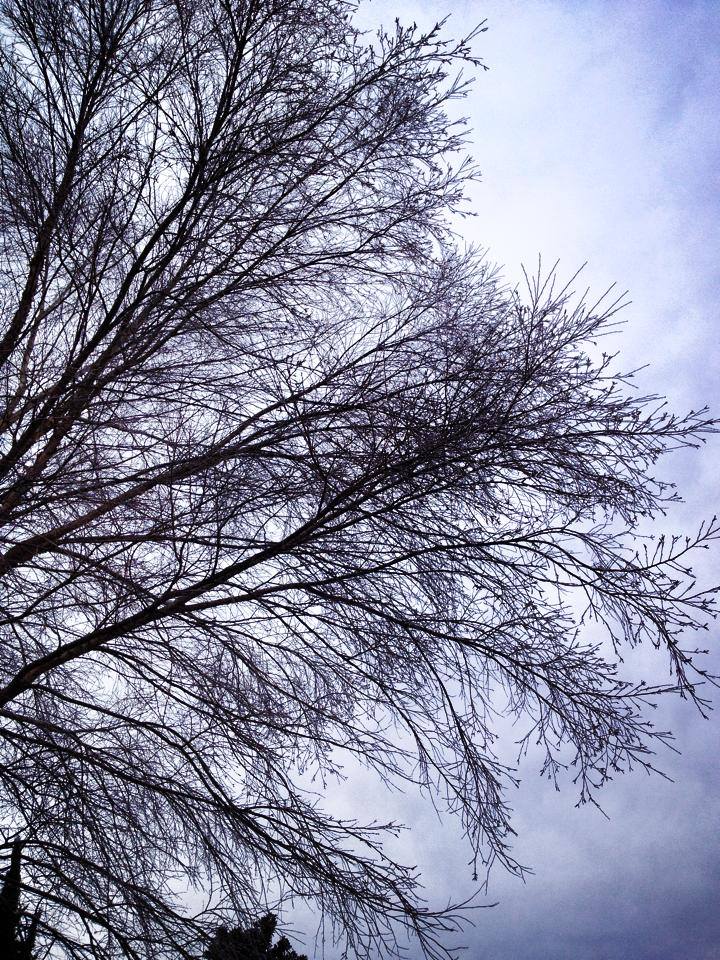 Ice on the Branches