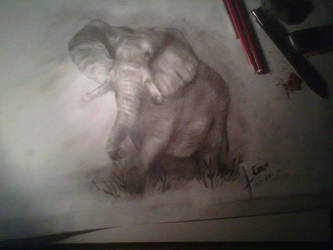 Elephant 