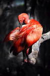 Scarlet Ibis by SgtBoognish