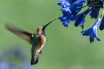 Anna's Hummingbird by SgtBoognish