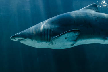 Ragged tooth shark III by SgtBoognish