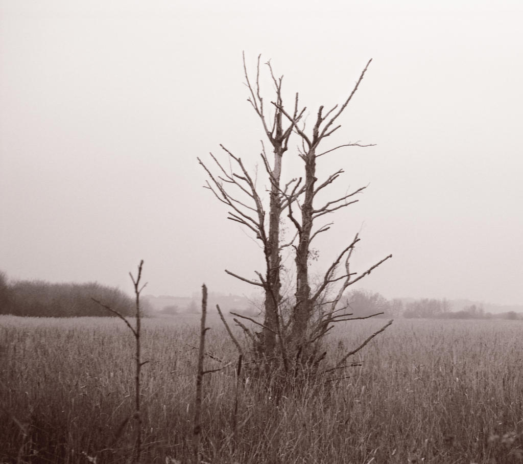 Stodmarsh Tree