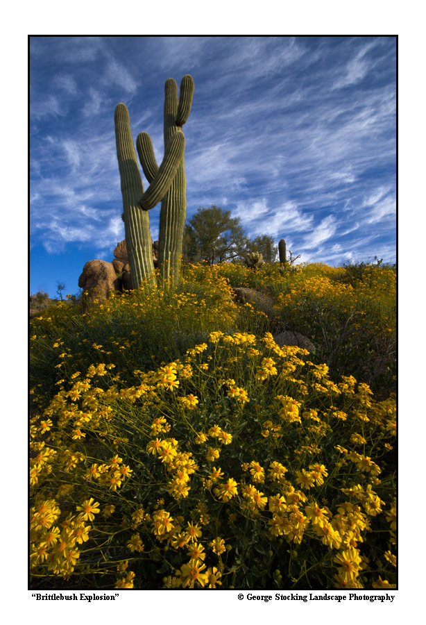 'Brittlebush Explosion'