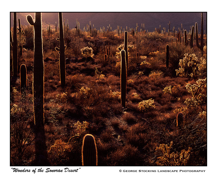 Wonders of the Sonoran Desert