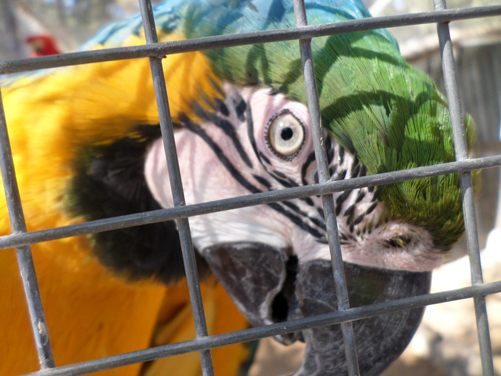 birds of paradise Robertson (4) by MyView15 on DeviantArt