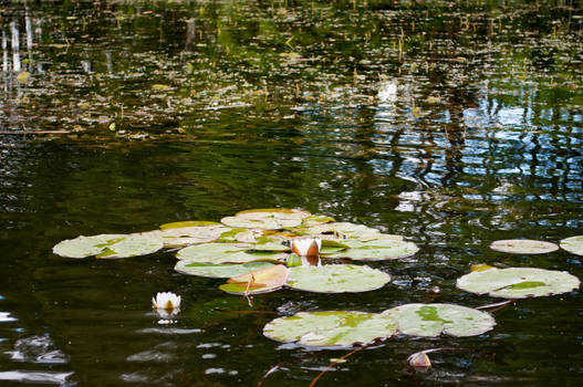 beautiful water lily