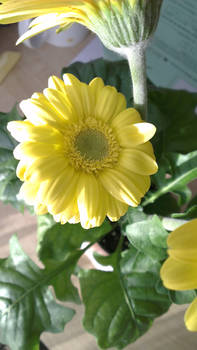 Growing Gerbera