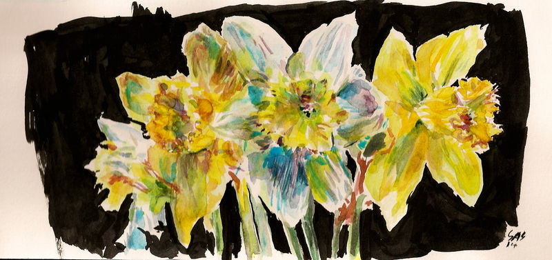 Daffodils