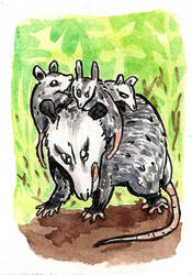 Mama Possum ATC