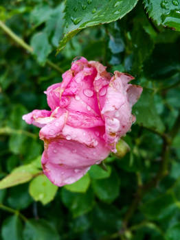 Rain Speckled Rose