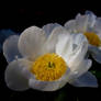 Garden Flowers