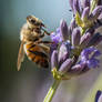 Honey Bee On Lavander Flowers 2