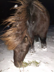 Marley the wintery pony