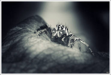 Spider in the light.