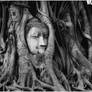 THE ROOTS  AROUND THE HEAD OF BUDDHA IMAGE