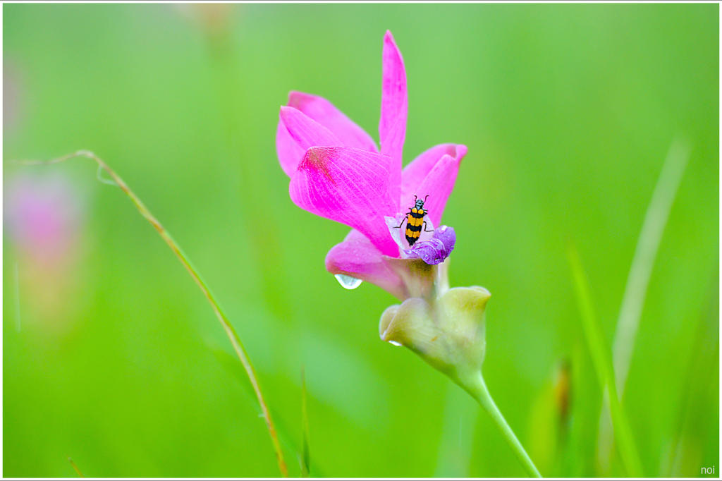 Little happiness of flowers with insects by OshimaruKung7285