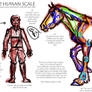 Horse to Human Scale