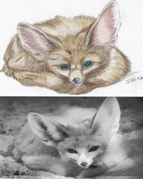 Fennec Practice By Longtoothvolpe