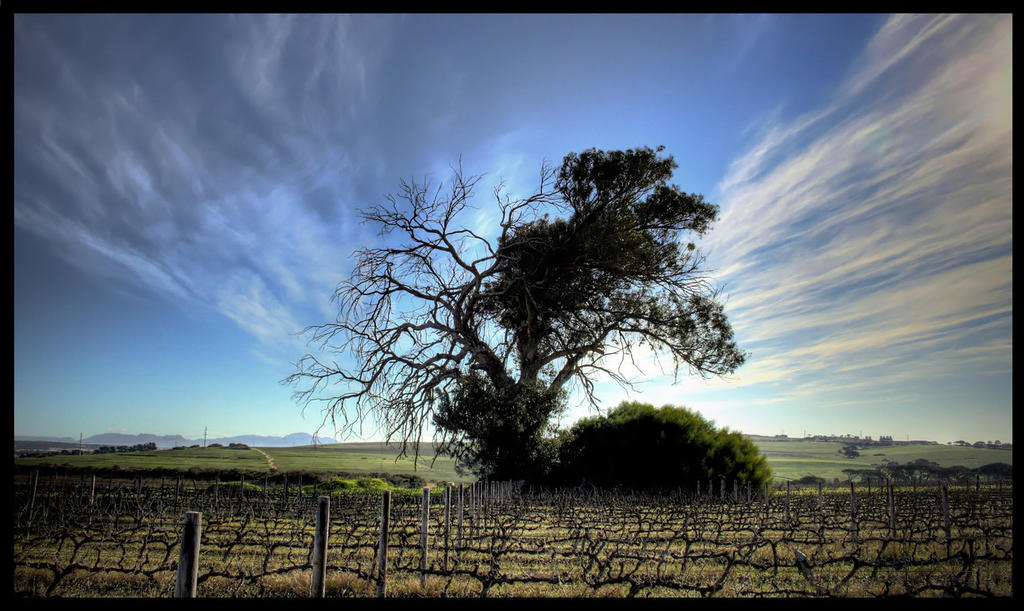 Landscape View