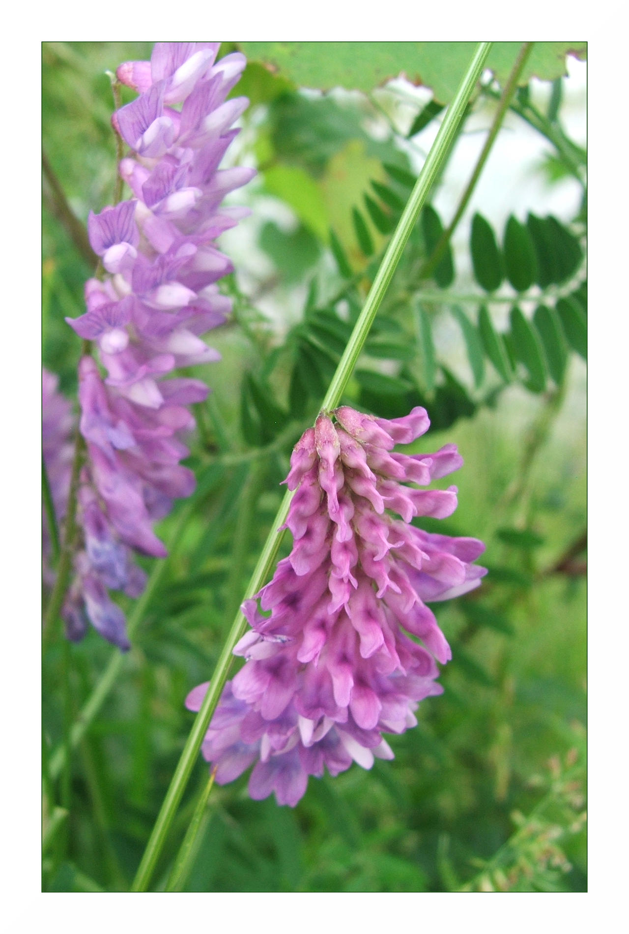 Purple Spring Splendor Purple Splendor by makrokosmos on DeviantArt