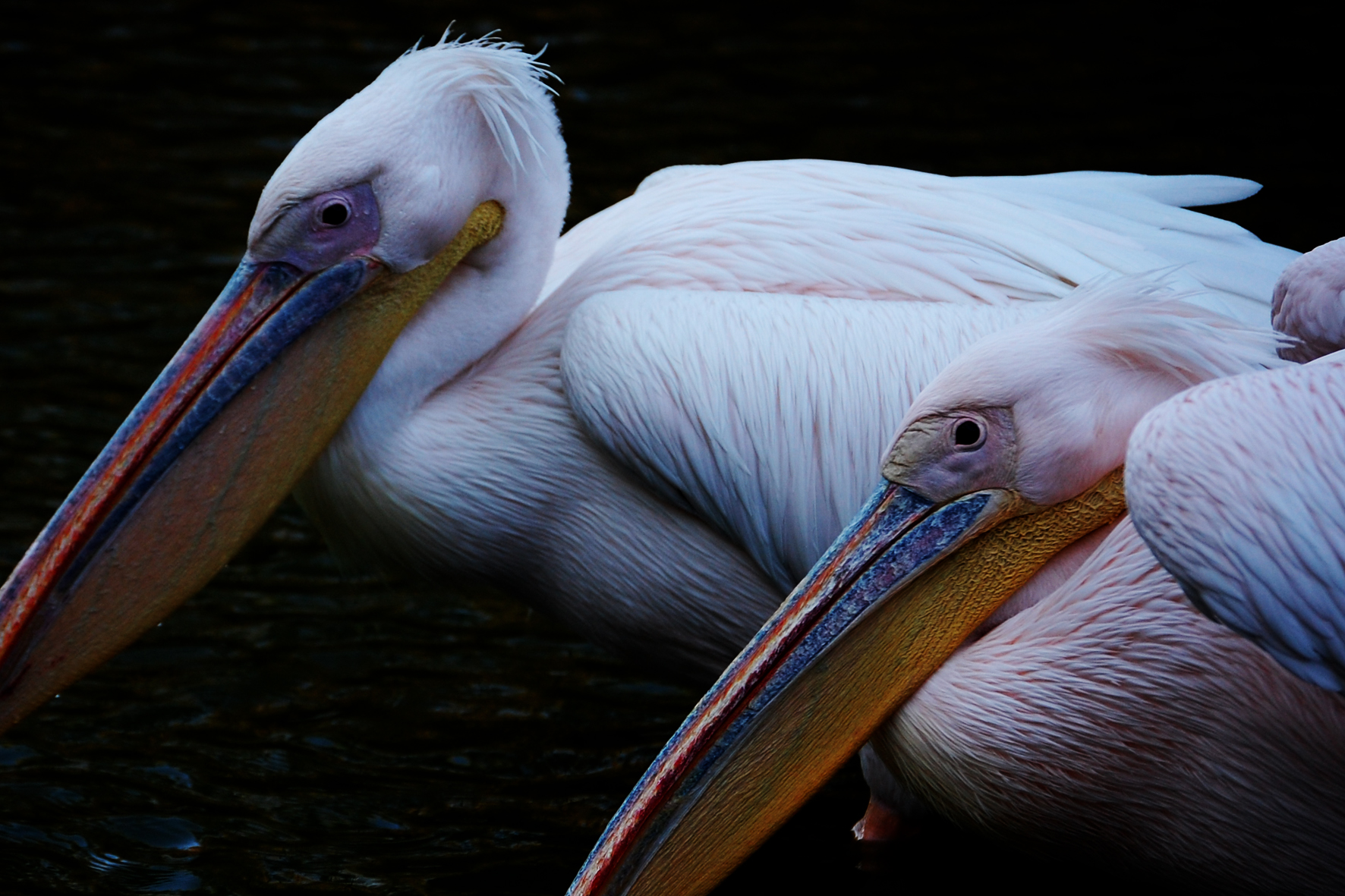 Pelicans