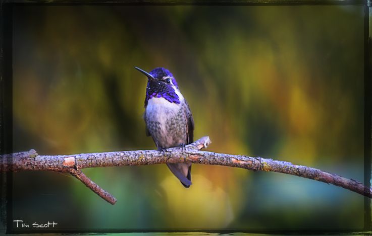 No9775b Costa's Hummingbird