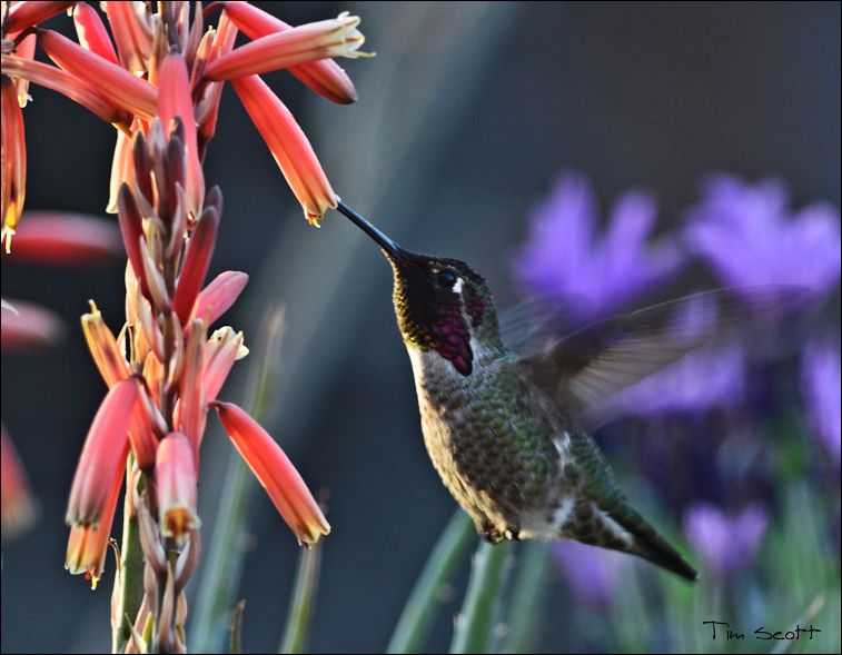 Anna's Hummingbird No2619