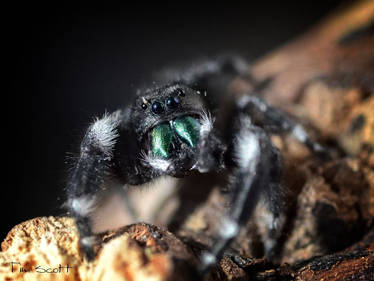 Jumping Spider No8926