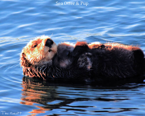 Mom and Pup SeaOtter