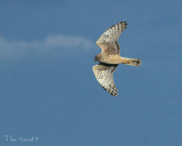 Northern Harrier No.174