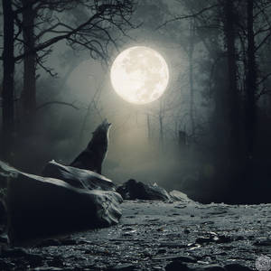Wolf's howling