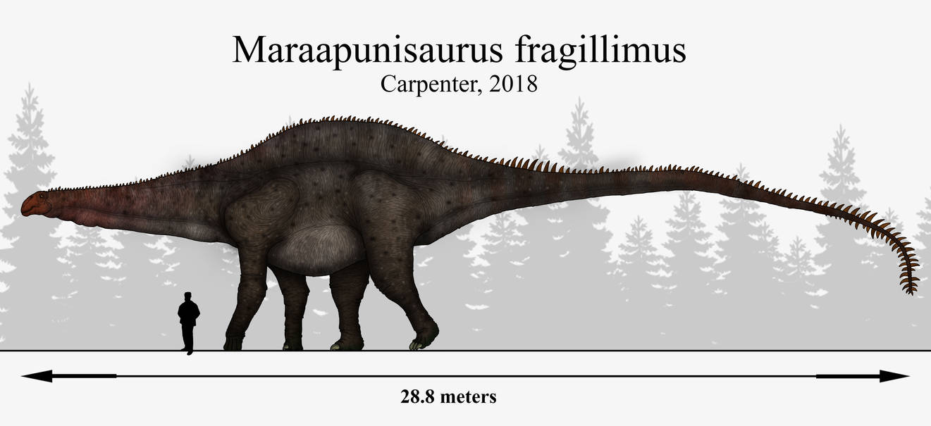 mystery_solved__maraapunisaurus_fragillimus_by_paleonerd01_dcq7t53-pre.jpg?token=eyJ0eXAiOiJKV1QiLCJhbGciOiJIUzI1NiJ9.eyJzdWIiOiJ1cm46YXBwOjdlMGQxODg5ODIyNjQzNzNhNWYwZDQxNWVhMGQyNmUwIiwiaXNzIjoidXJuOmFwcDo3ZTBkMTg4OTgyMjY0MzczYTVmMGQ0MTVlYTBkMjZlMCIsIm9iaiI6W1t7ImhlaWdodCI6Ijw9MzYwMSIsInBhdGgiOiJcL2ZcL2ZlZmVkMTZjLTY2OTktNDFmZC1iMGE3LWNjNzEzNjNiMGNiOFwvZGNxN3Q1My1mMGYxMjg0Yi02MjBiLTQ3MDYtOTY1My0xZWI2YTFlYzI5NDYuanBnIiwid2lkdGgiOiI8PTc4NTcifV1dLCJhdWQiOlsidXJuOnNlcnZpY2U6aW1hZ2Uub3BlcmF0aW9ucyJdfQ.DYyp2GrzR2wWXCi83LaYJYanRymo2r2hTTVC0O_thco