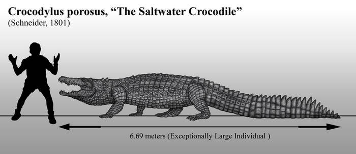 The Saltwater Crocodile