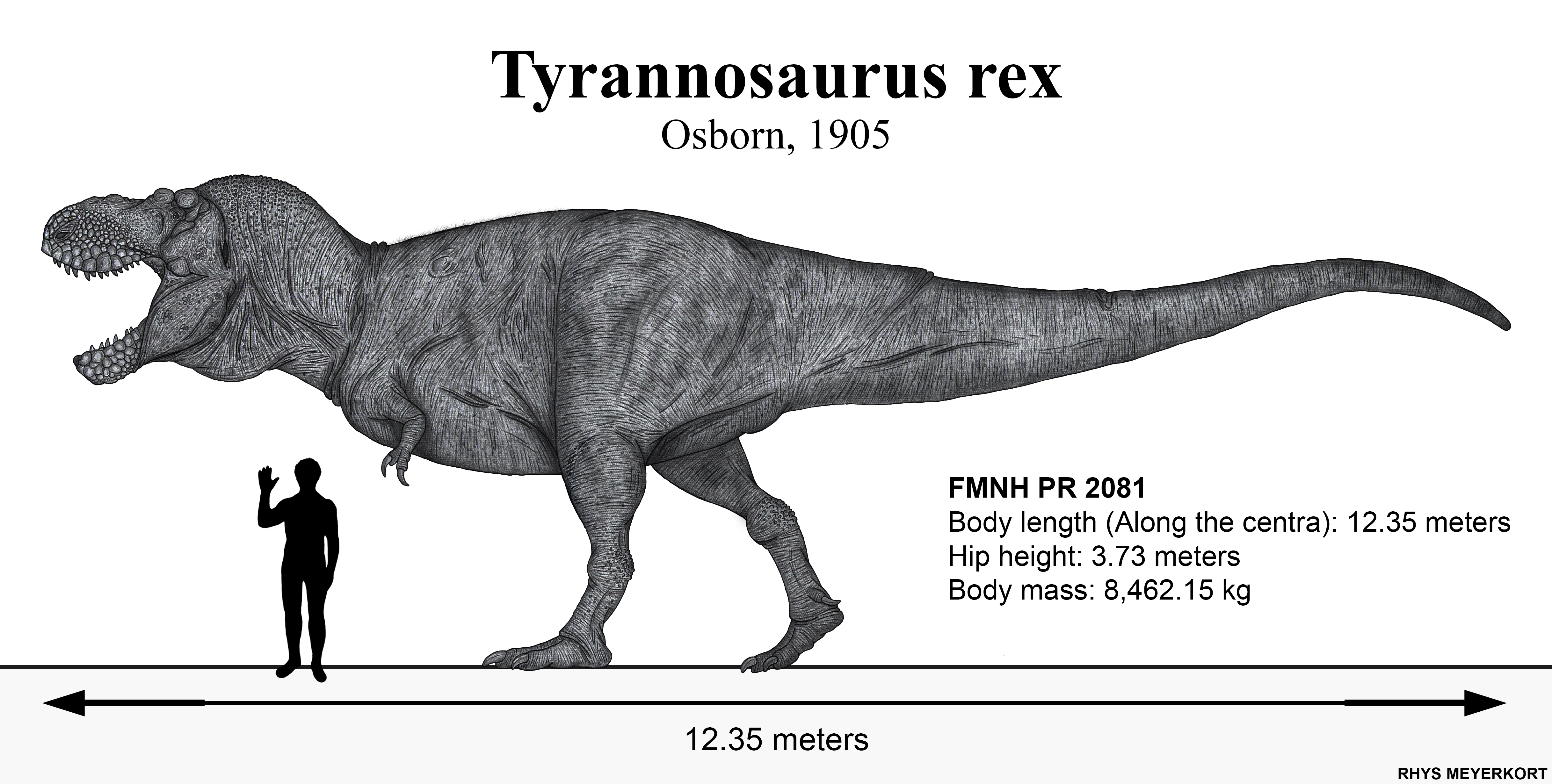 Long Live The Queen: Tyrannosaurus Rex By Paleonerd01 On Deviantart
