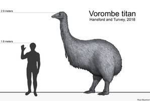 Vorombe titan: The Elephant Bird