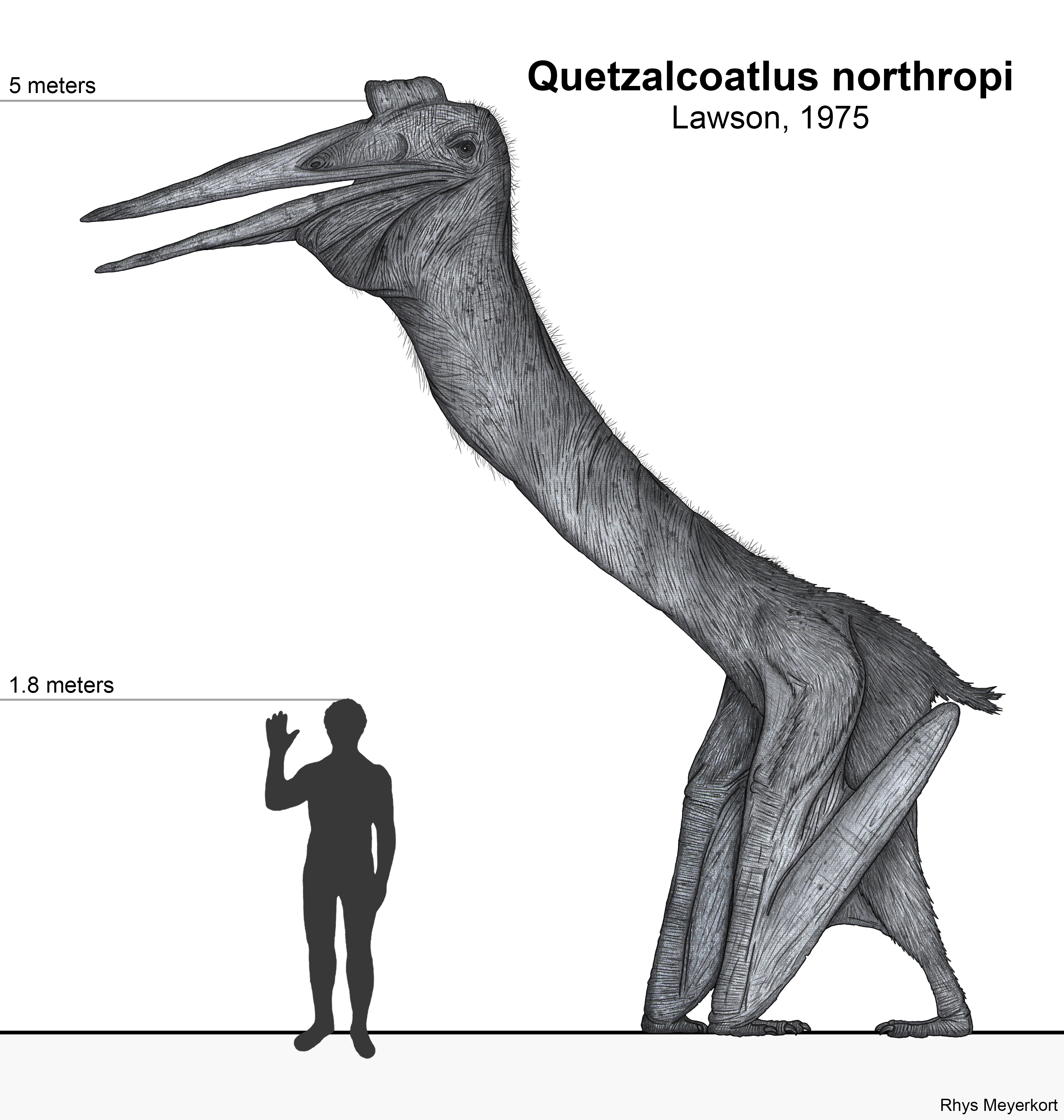 Quetzalcoatlus Size Comparison quetzalcoatlus-size-comparison