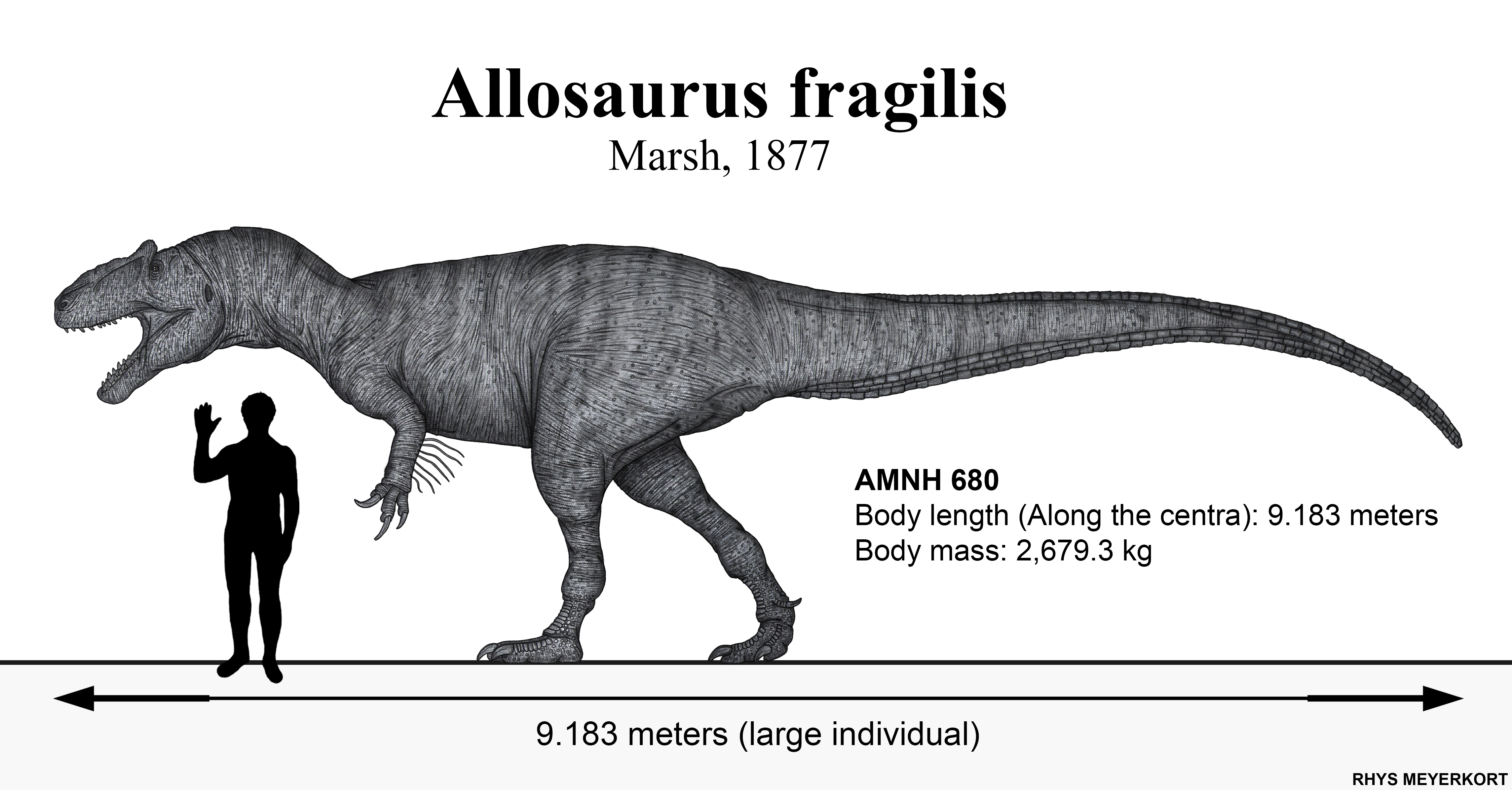 Allosaurus fragilis by Paleonerd01 on DeviantArt