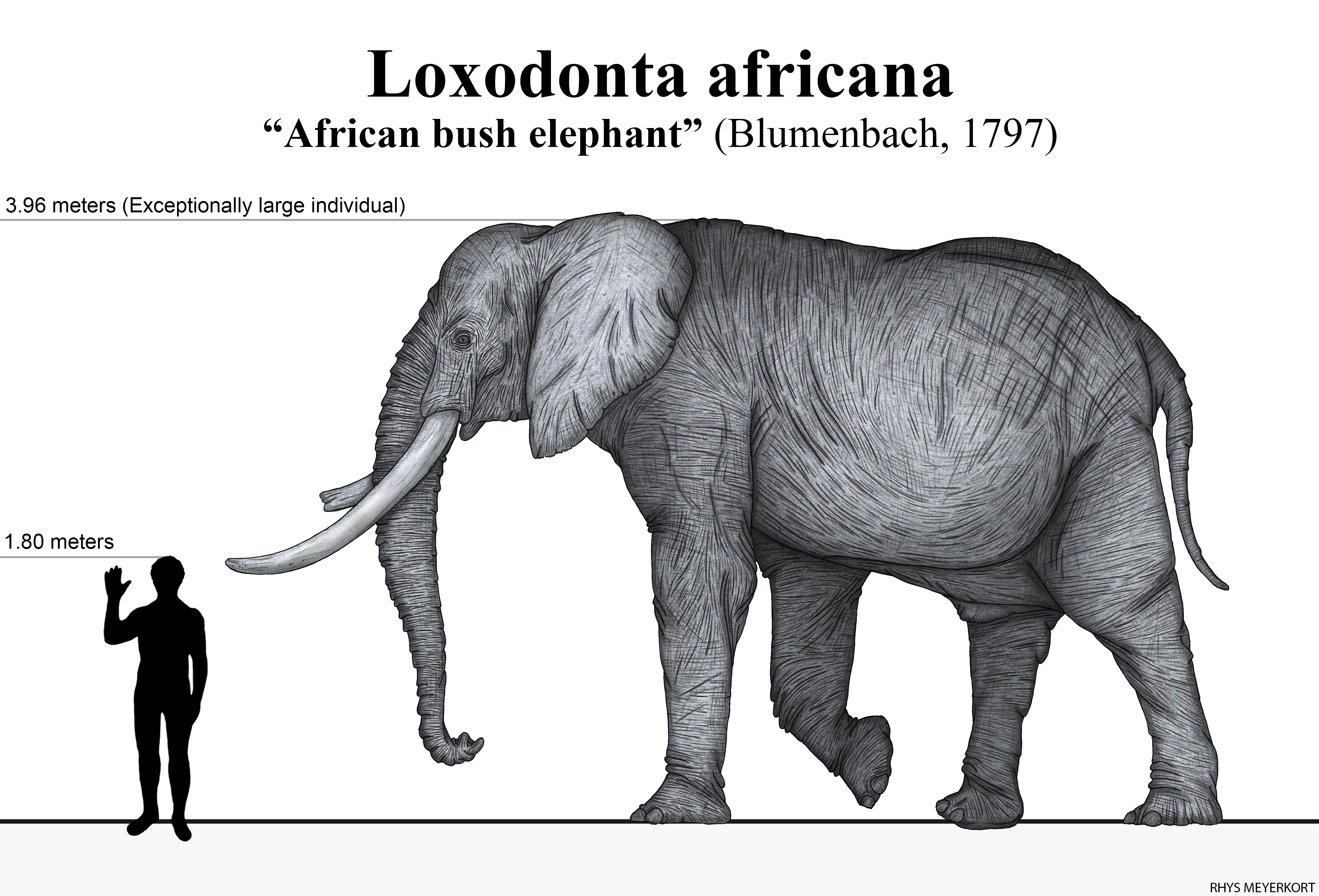 The African Bush Elephant by Paleonerd01 on DeviantArt