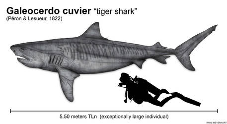 The size of the tiger shark (Galeocerdo cuvier) by Paleonerd01