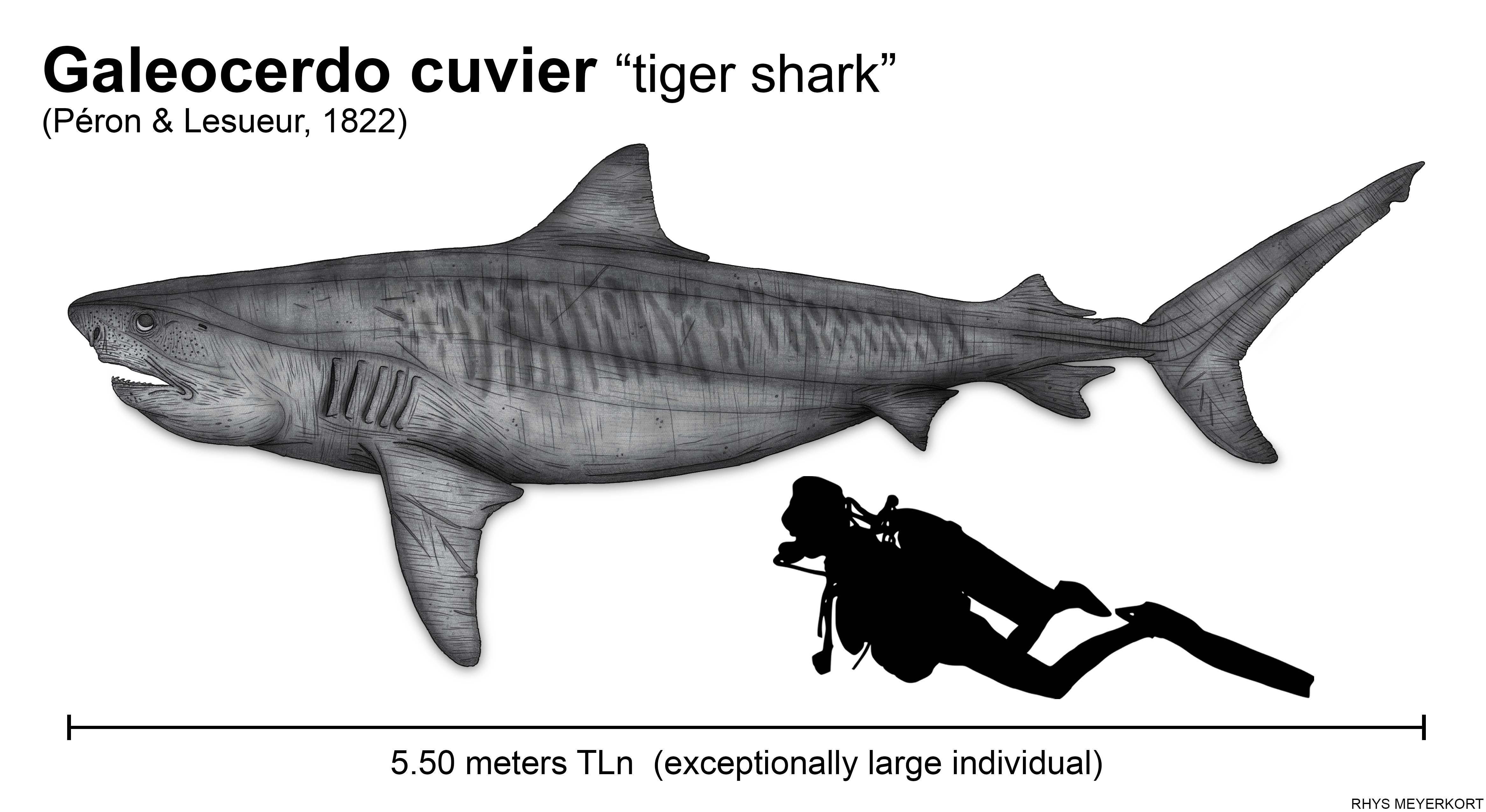 The size of the tiger shark (Galeocerdo cuvier) by Paleonerd01 on DeviantArt