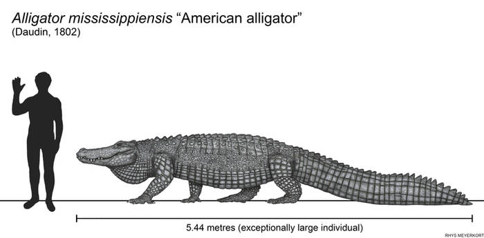 American alligator size comparison