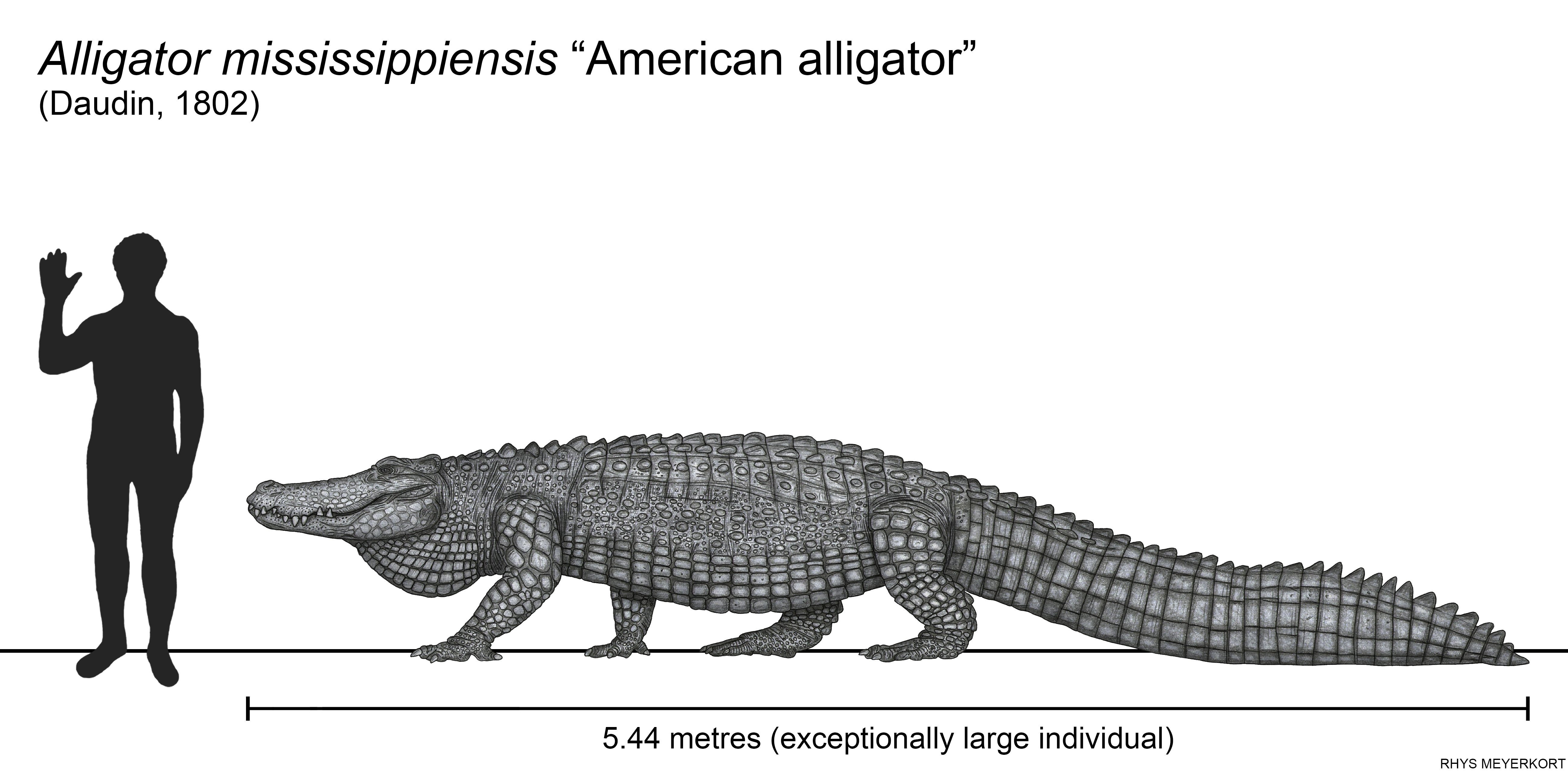 How Tall is an Alligator?