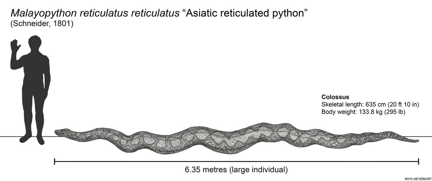 Colossus the reticulated python size comparison by Paleonerd01 on ...